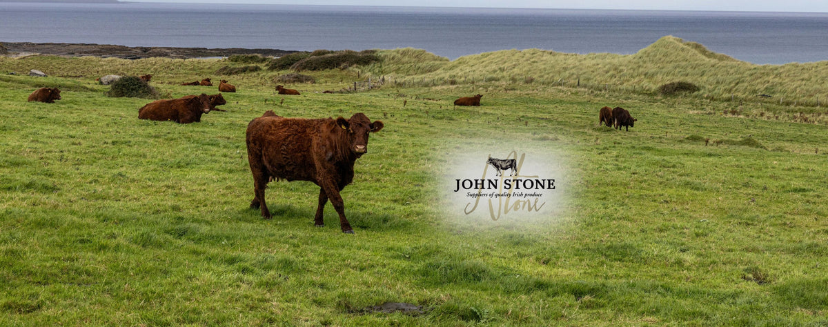 Weidehaltung in Longford Irland mit dem grünsten Gras Europas