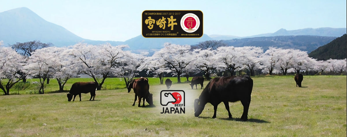 Japanische Wagyu Rinder in Miyazaki auf Kyushu, höchste A5 Qualität